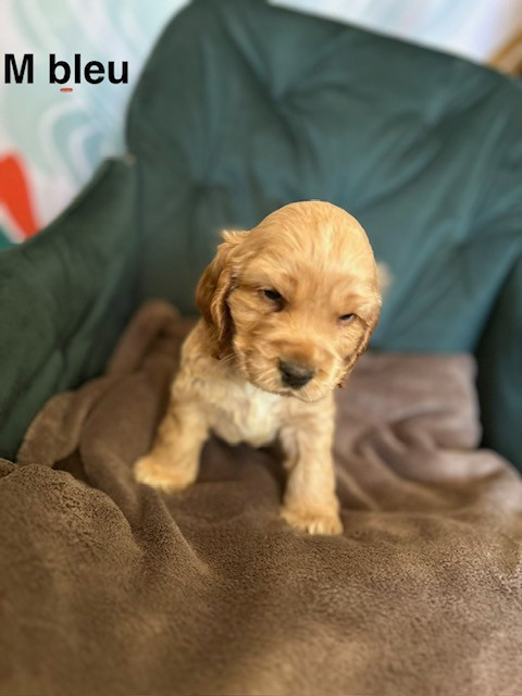 Chiots Cocker Anglais non LOF