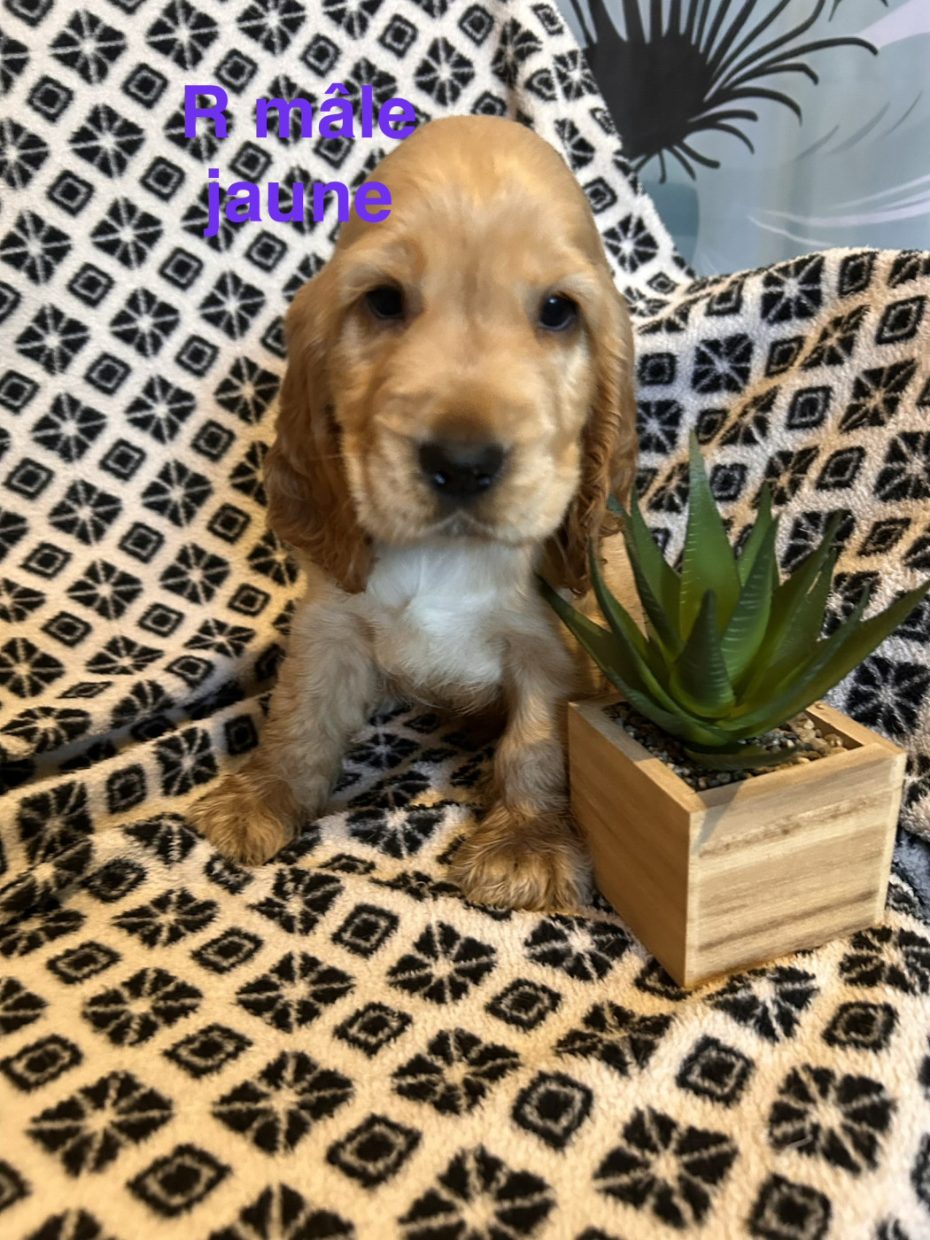 Du Chemin Du Marais Calme - Chiots disponibles - Cocker Spaniel Anglais
