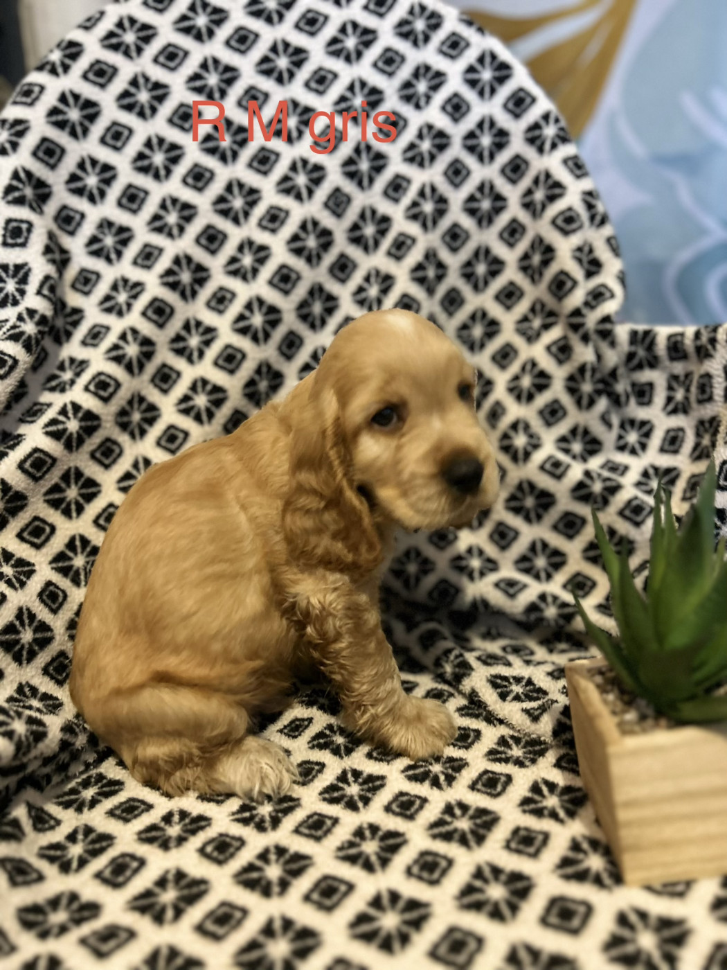 Du Chemin Du Marais Calme - Chiots disponibles - Cocker Spaniel Anglais