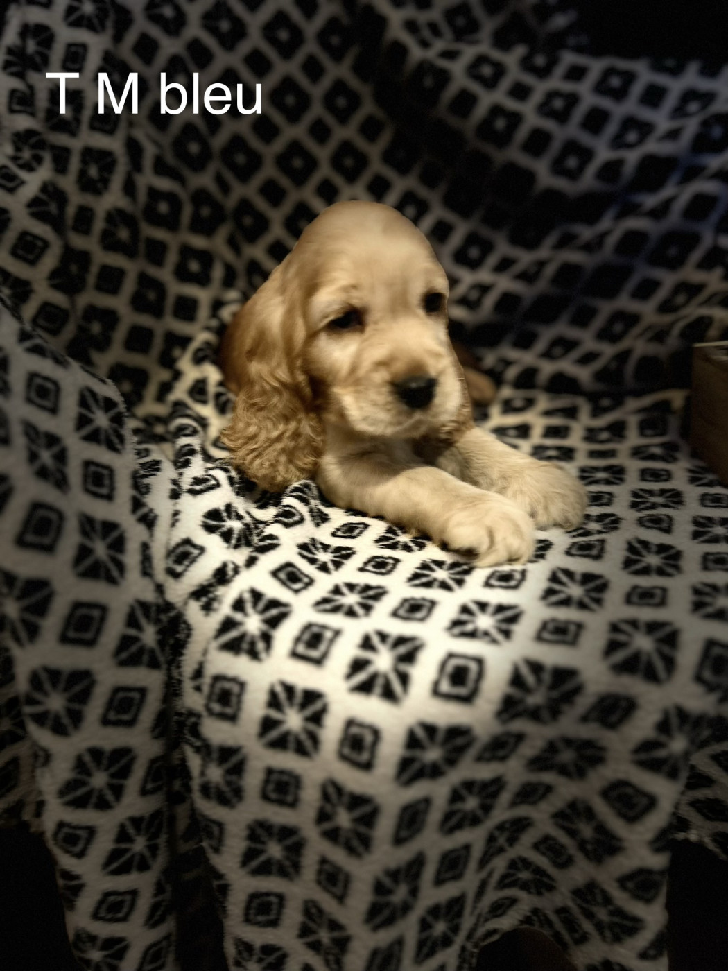 Du Chemin Du Marais Calme - Chiots disponibles - Cocker Spaniel Anglais