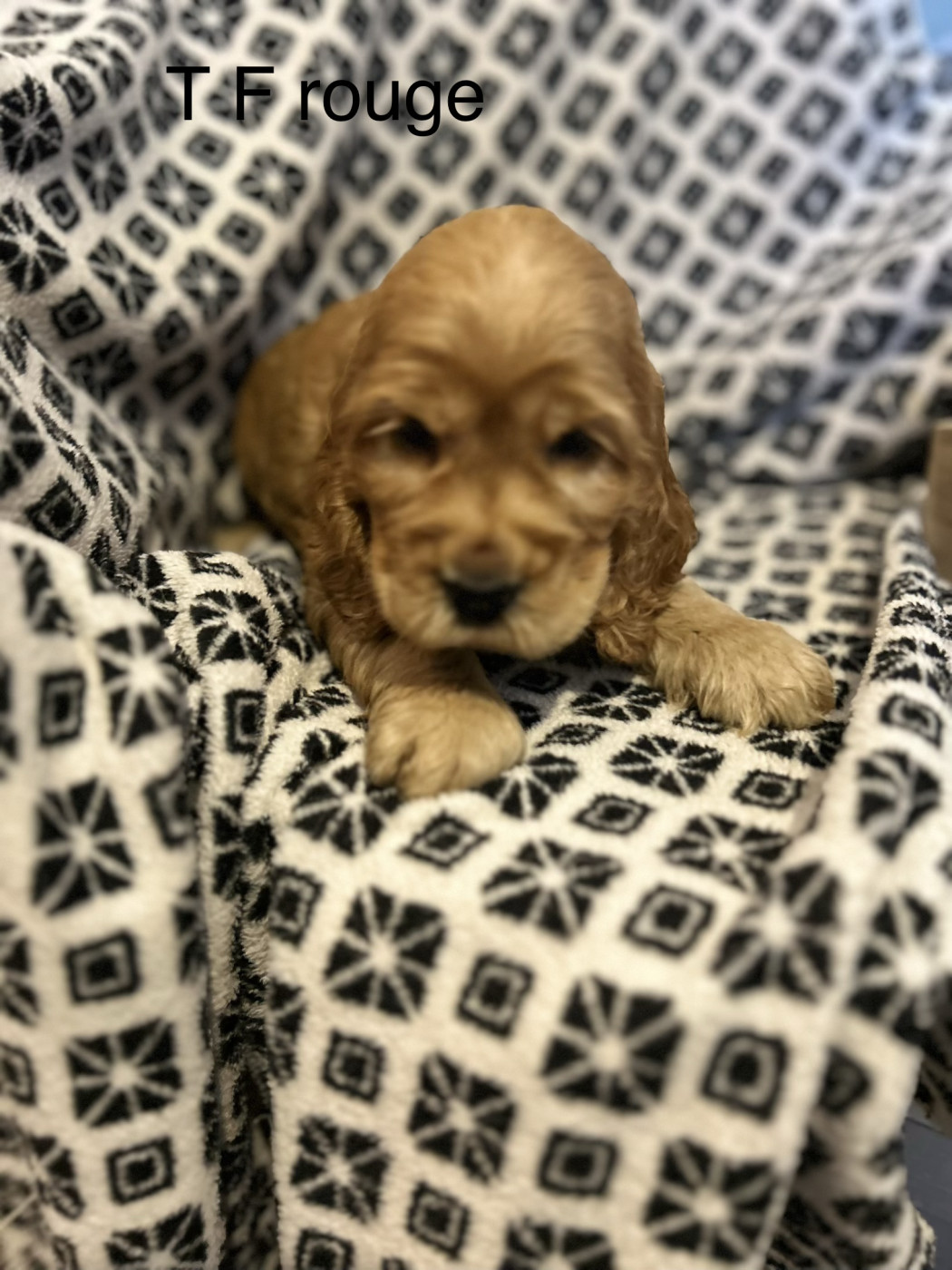 Du Chemin Du Marais Calme - Chiots disponibles - Cocker Spaniel Anglais