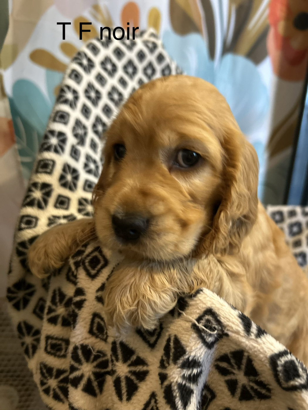 Du Chemin Du Marais Calme - Chiots disponibles - Cocker Spaniel Anglais