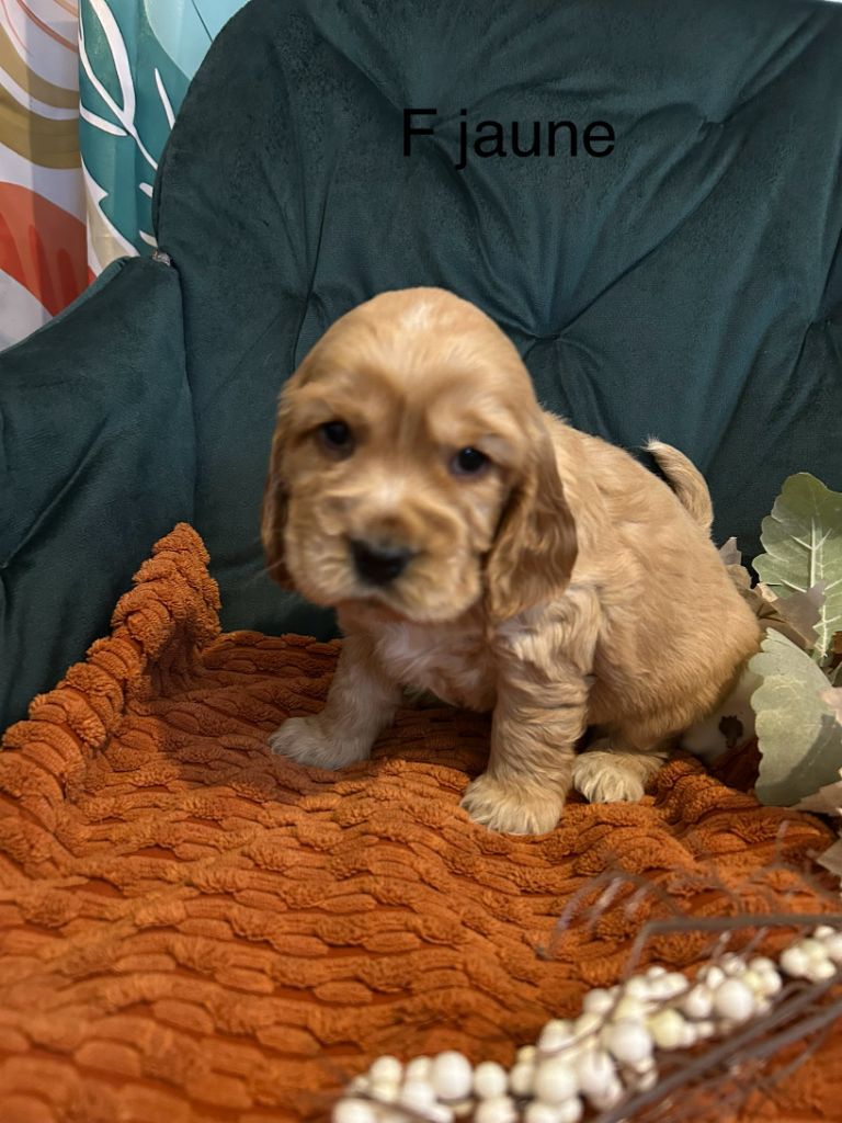 Du Chemin Du Marais Calme - Chiots disponibles - Cocker Spaniel Anglais