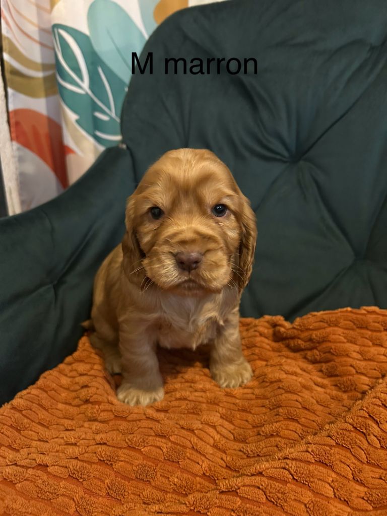 Du Chemin Du Marais Calme - Chiots disponibles - Cocker Spaniel Anglais