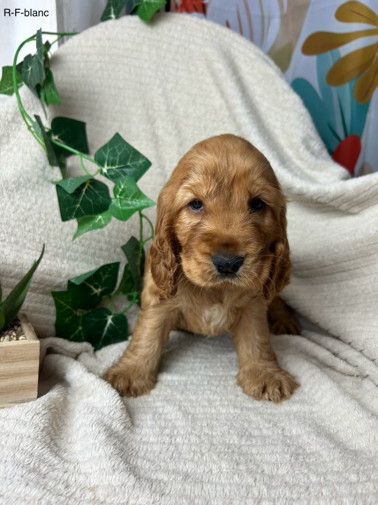 Du Chemin Du Marais Calme - Chiots disponibles - Cocker Spaniel Anglais