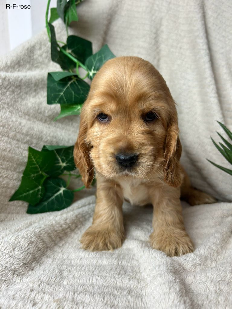 Du Chemin Du Marais Calme - Chiots disponibles - Cocker Spaniel Anglais
