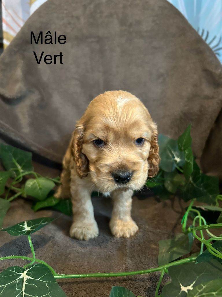 Du Chemin Du Marais Calme - Chiots disponibles - Cocker Spaniel Anglais