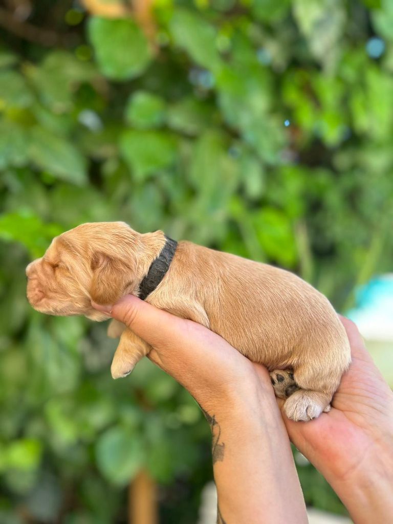 Du Chemin Du Marais Calme - Cocker Spaniel Anglais - Portée née le 25/06/2024