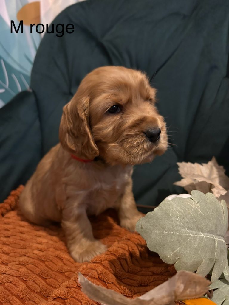 Du Chemin Du Marais Calme - Chiots disponibles - Cocker Spaniel Anglais