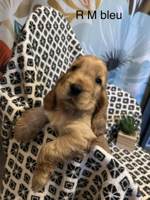 Chiot N°4