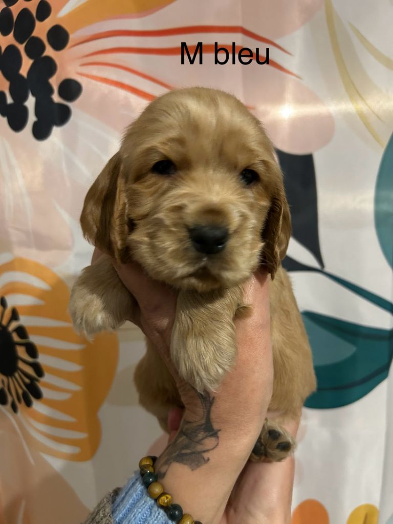 Du Chemin Du Marais Calme - Chiots disponibles - Cocker Spaniel Anglais