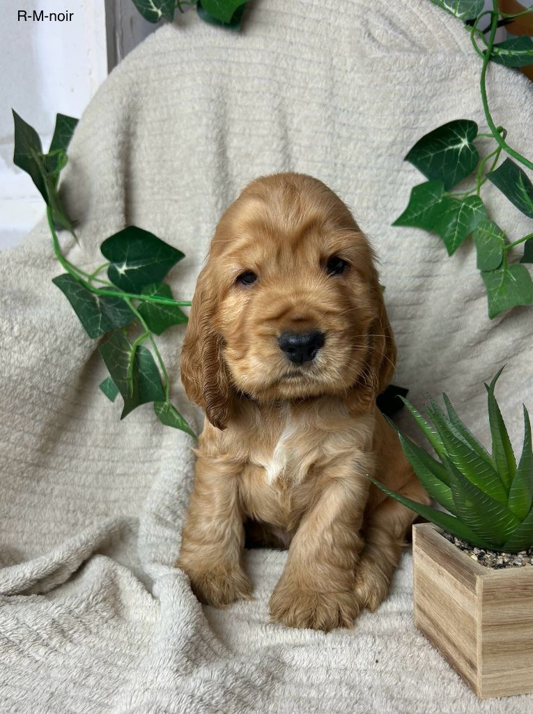 Du Chemin Du Marais Calme - Chiots disponibles - Cocker Spaniel Anglais