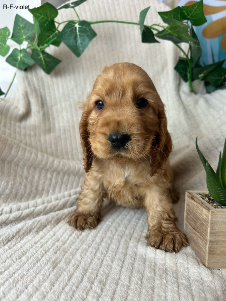 Du Chemin Du Marais Calme - Chiots disponibles - Cocker Spaniel Anglais