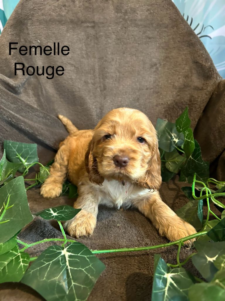Du Chemin Du Marais Calme - Chiots disponibles - Cocker Spaniel Anglais
