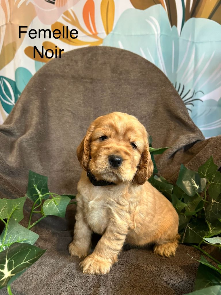 Du Chemin Du Marais Calme - Chiots disponibles - Cocker Spaniel Anglais
