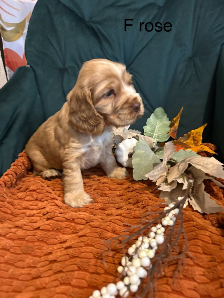 Du Chemin Du Marais Calme - Chiots disponibles - Cocker Spaniel Anglais