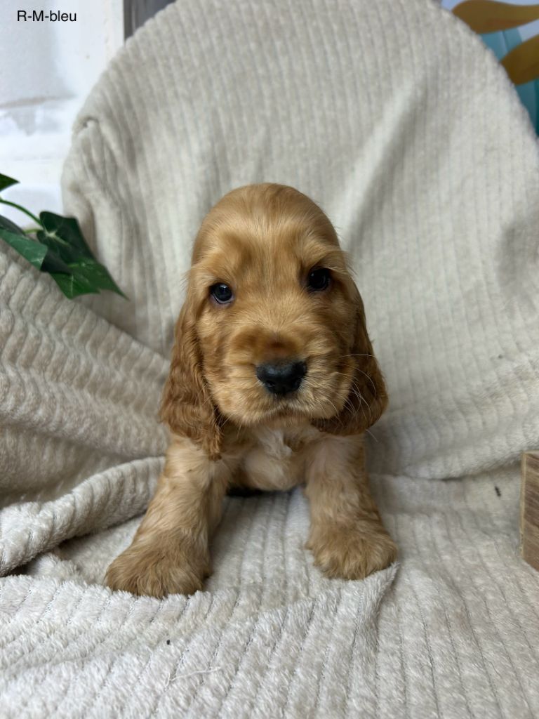 Du Chemin Du Marais Calme - Chiots disponibles - Cocker Spaniel Anglais